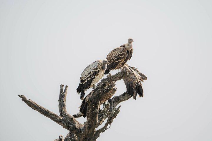 4 Days Wildlife Safari in Tanzania