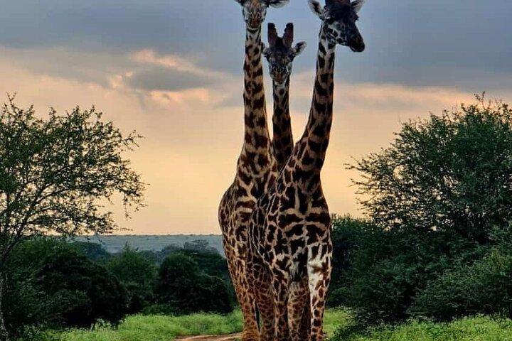 Giraffe Centre, Karen Blixen Museum and Beads Factory Tour