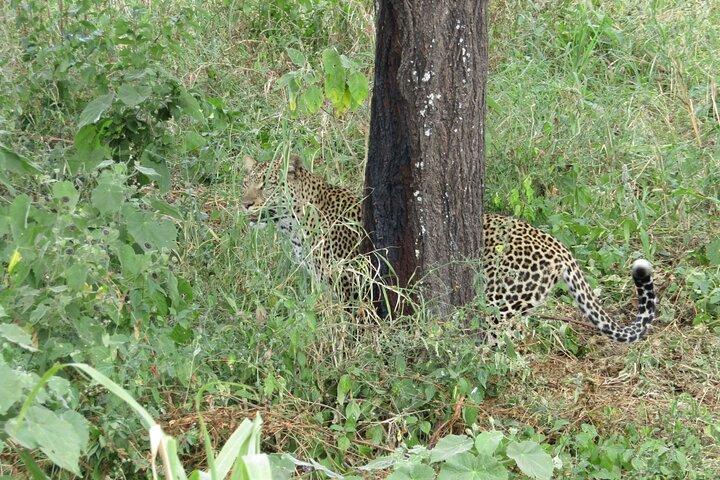 5-Days Witnessing the Nature's Greatest Migration in Serengeti