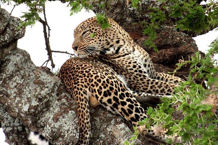7 Days Kenya Safari Tour from Nairobi