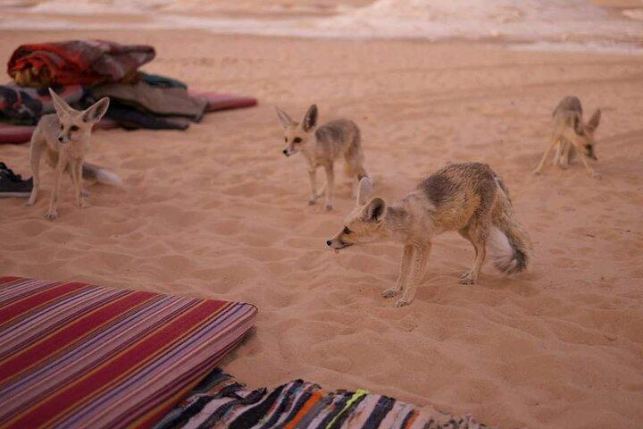 2 Days 1 Night to White and Black Desert from Cairo or Giza