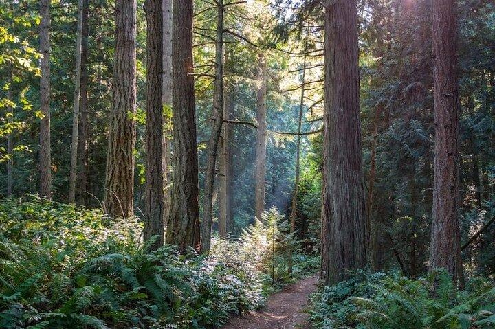 Visit Snoqualmie & Twin Waterfall and an Ancient Forest