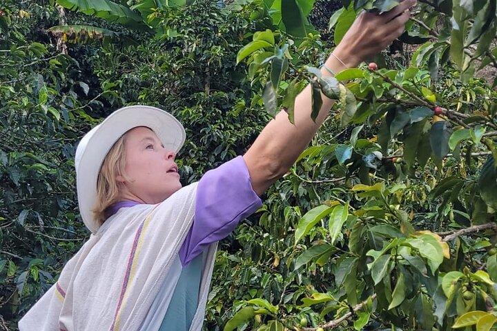 Medellin Coffee Farm Tour with Panoramic Cable Car Views