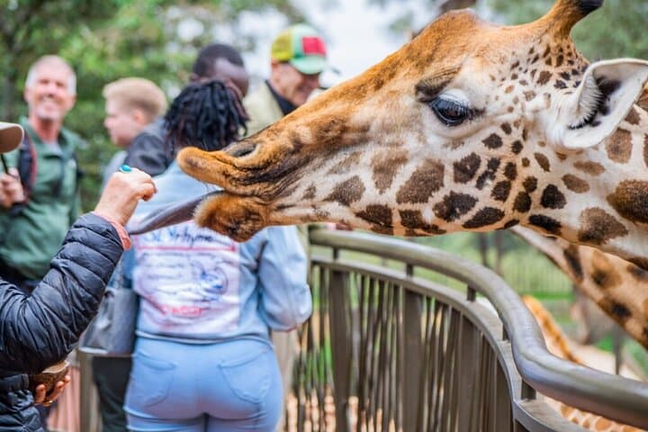 Private Tour To Giraffe Centre in Nairobi