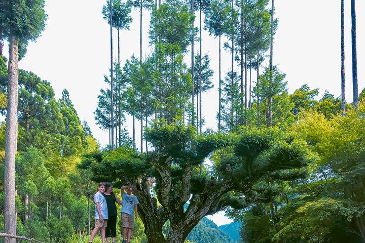 Kyoto Highlights & Hidden Gems in Nature (Private Van Eng-Guide)