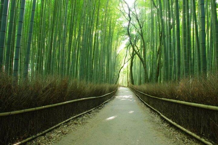 Arashiyama Kinkakuji Temple Nara Park Tour from Osaka and Kyoto