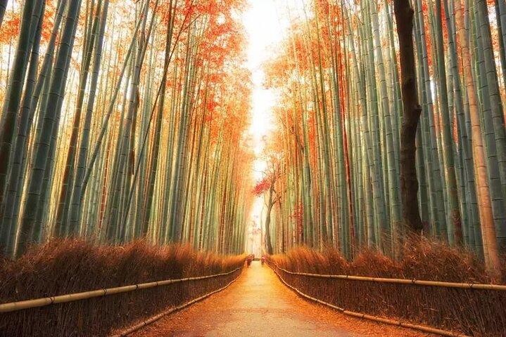 Arashiyama Kinkakuji Temple Nara Park Tour from Osaka and Kyoto