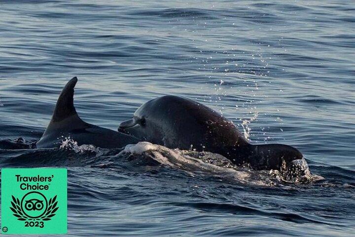 Dolphin & Sunset tour with Brijuni panorama and dinner