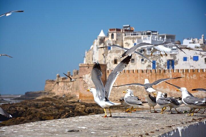 Full Day Trip to Essaouira from Marrakech