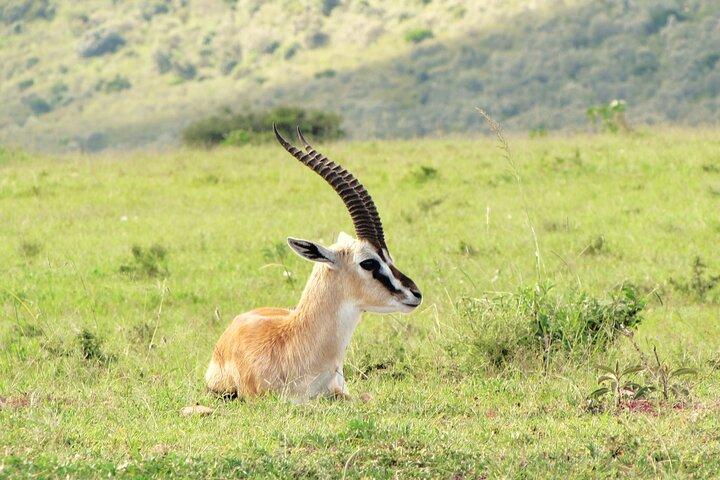 6 Days Best of Kenya Safari Masai Mara, Nakuru and Amboseli