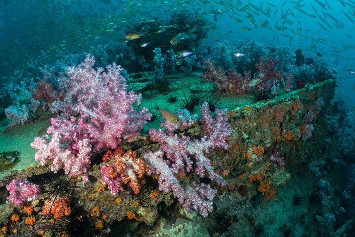 3 Fun Dives King Cruiser Wreck and Koh DokMai for Certified diver