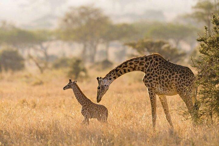 Nairobi National Park and Giraffe Center Day Tour