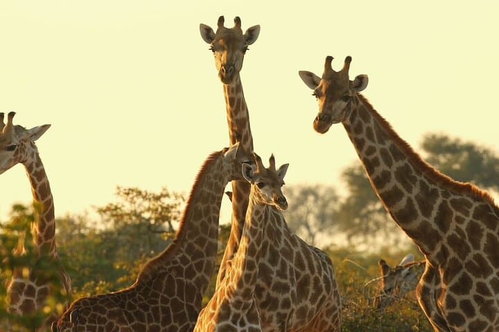 Nairobi Karen Blixen Beads Factory and Giraffe Center Day Tour