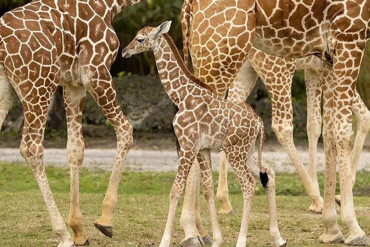 Nairobi National Park and Giraffe Center Day Tour