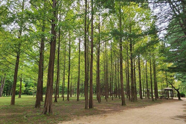 Scenic Escape: Nami Island, Garden of Morning Calm, and Rail Bike