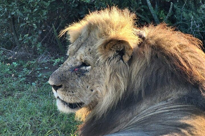 Addo Elephant National Park Half Day Shared Tour