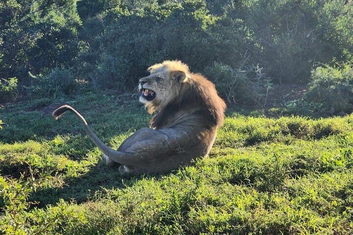 Addo Elephant National Park Half Day Shared Tour