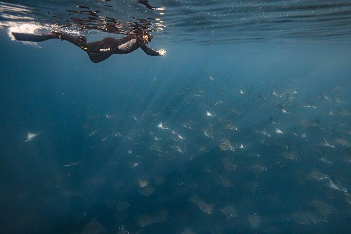 Ocean Safari Snorkel Adventure