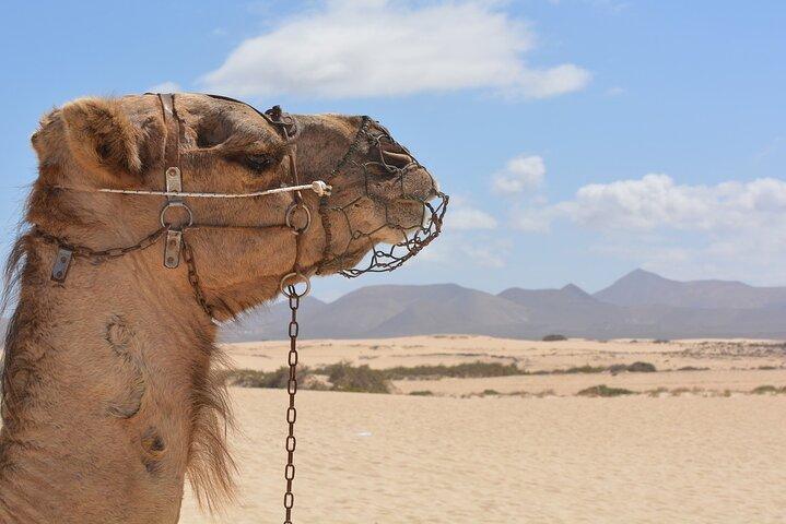 Escape to the Agafay Desert
