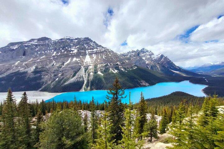 Peyto Lake, Bow Lake Lake Louise Moraine Lake Half Day Tour