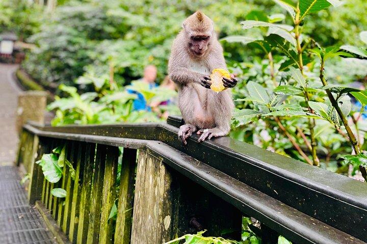 Ubud Monkey Forest, Holy Water Temple & Waterfalls Tours
