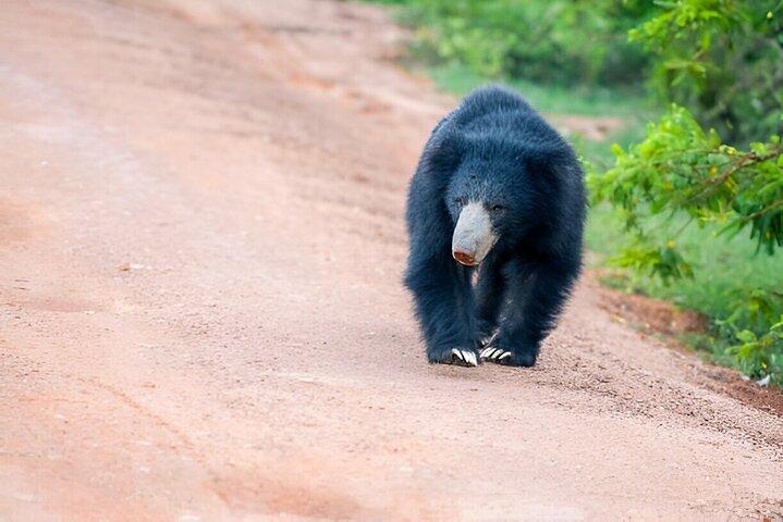Yala National Park Safari from Ella