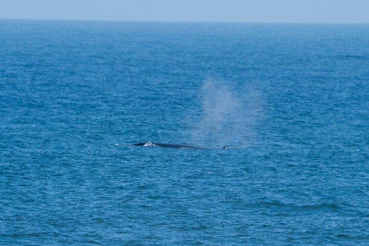 Marine Dune Day: Catamaran Cruise and Sandwich Harbor Dune Drive