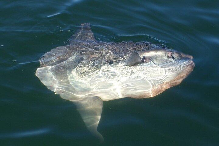 Dolphin and Seal Catamaran Cruise