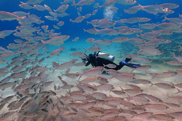 2 Fun Dives in Racha Yai or Noi for Certified Divers