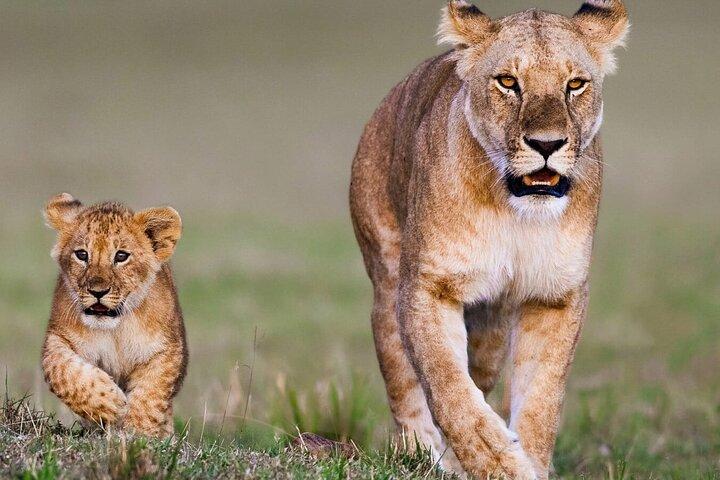 7 Days Kenya Safari Tour from Nairobi