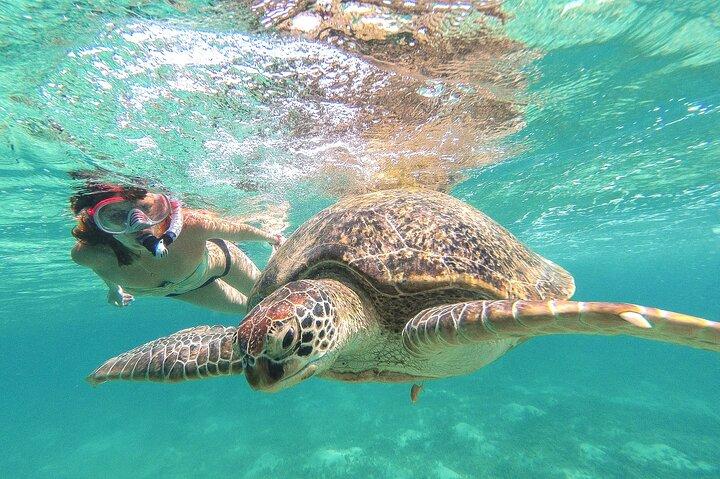 Day Tour: Tulum Cenote and Swimming with Turtles From Cancun