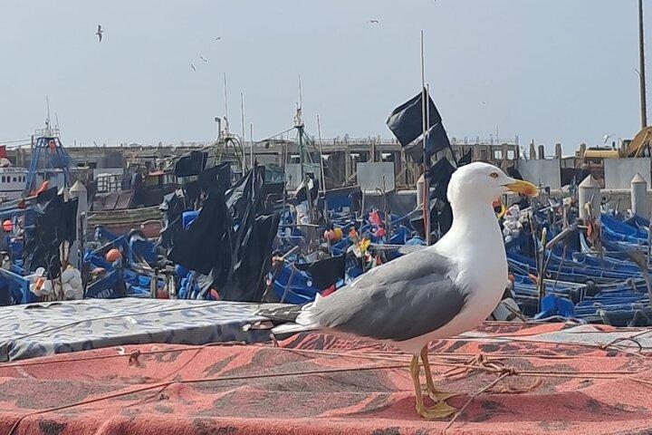 Full Day Trip from Marrakech To Essaouira Mogador