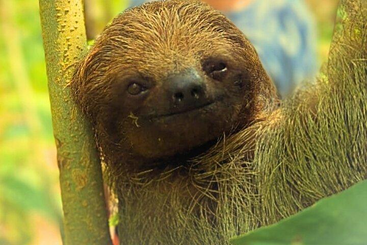 Rio Celeste Expedition – Sloths, Waterfalls & Nature's Magic