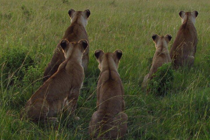 6 Days Best of Kenya Safari Masai Mara, Nakuru and Amboseli