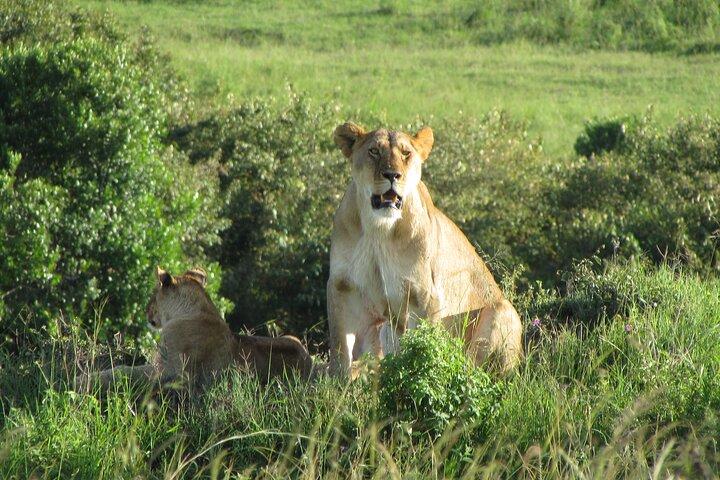 6 Days Best of Kenya Safari Masai Mara, Nakuru and Amboseli