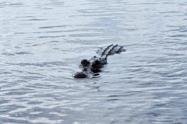 Everglades Alligator Airboat Tour with Bus transfer from Miami