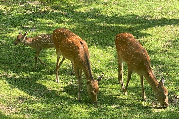 Exclusive Luxury Day Tours Serene Nara