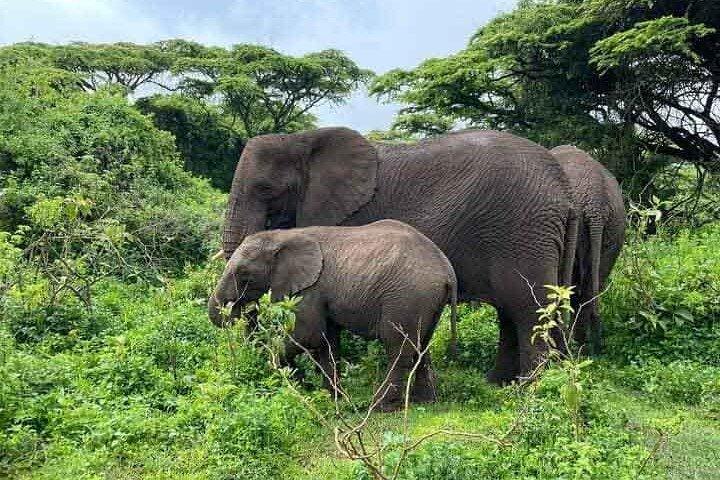 Day Tour in Tanzania -Arusha - Tarangire National Park - Arusha