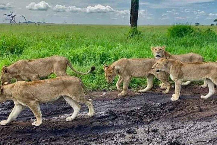 Day Tour in Tanzania -Arusha - Tarangire National Park - Arusha
