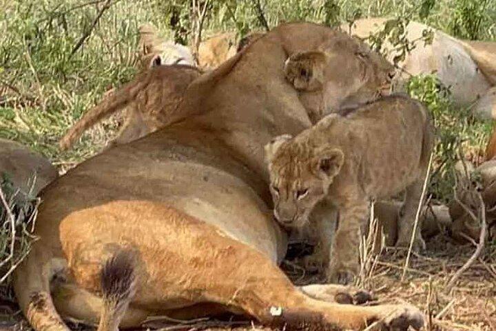 Day Tour in Tanzania -Arusha - Tarangire National Park - Arusha