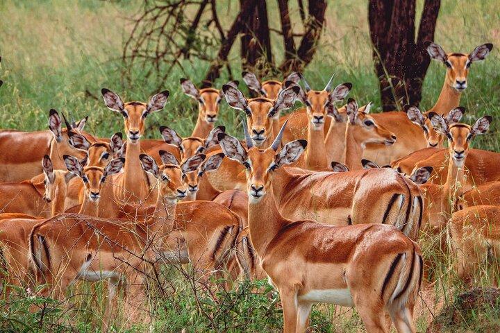 4 Days Wildlife Safari in Tanzania