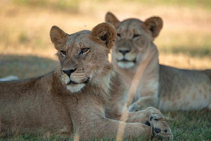 One Day Akagera Wildlife Safari