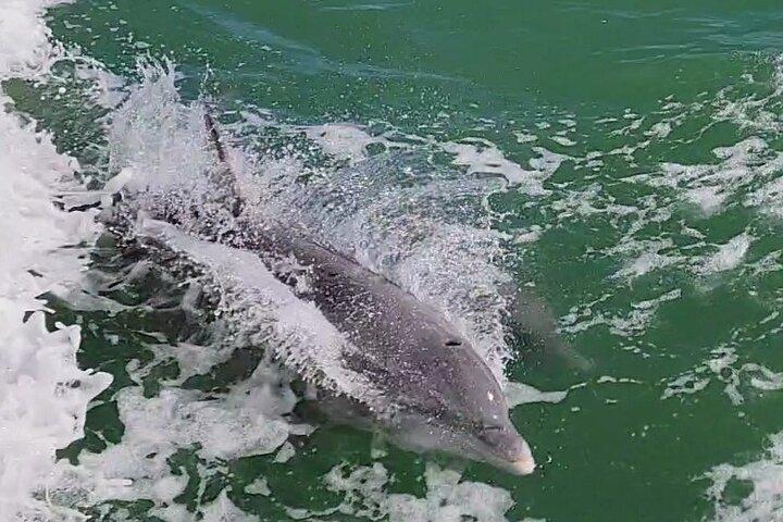 Eco Tour and Dolphin Watch