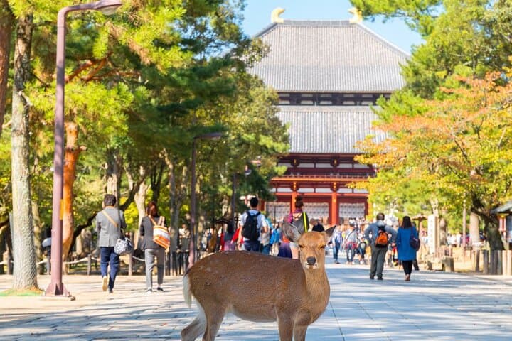 Osaka & Kyoto & Nara Top Hightlights English Speaking Tour