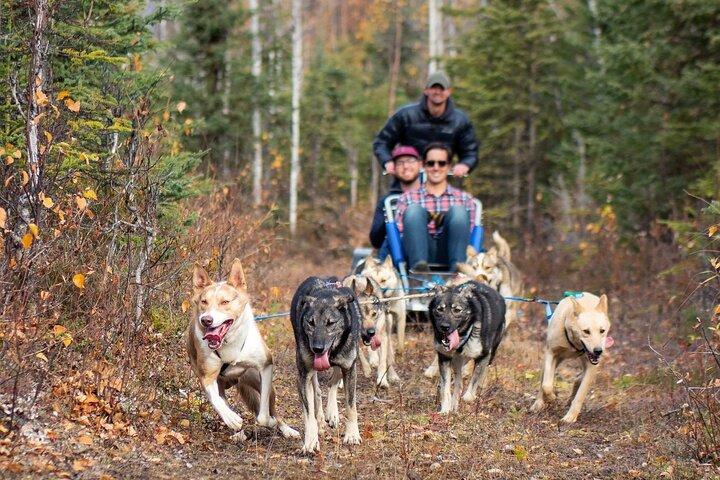 Sled Dog Ride and Scenic Drive from Anchorage