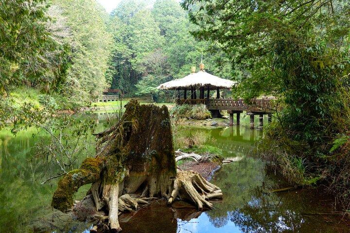 Alishan Join-in Day Tour from Taichung (Incl. Park Entrance)