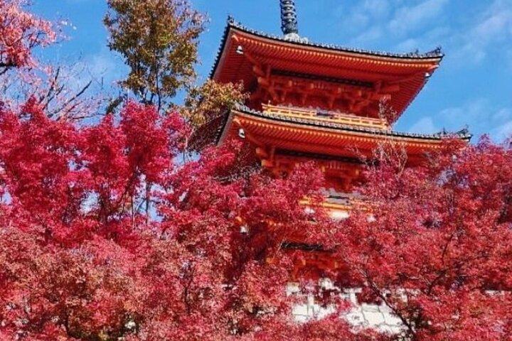 Kyoto tour 12 hours Private Nagoya pick up available