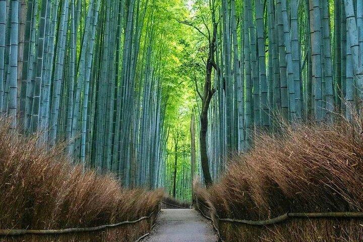 Kyoto tour 12 hours Private Nagoya pick up available
