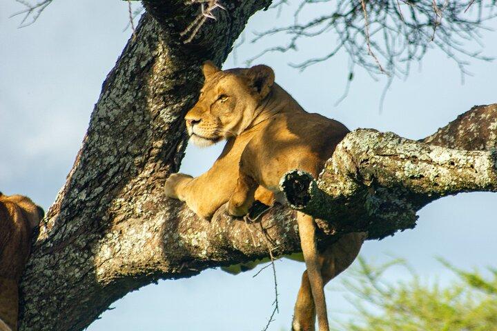 2 Days of Wonders: A Tanzania Safari Adventure