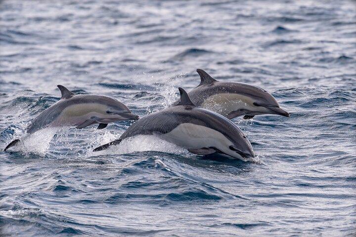 Dolphins and Whales Watching Tour by RIB boat in Funchal